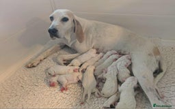 Mixed Breed dogs for sale: Rare Porcelaine Hound Puppies - Image 8