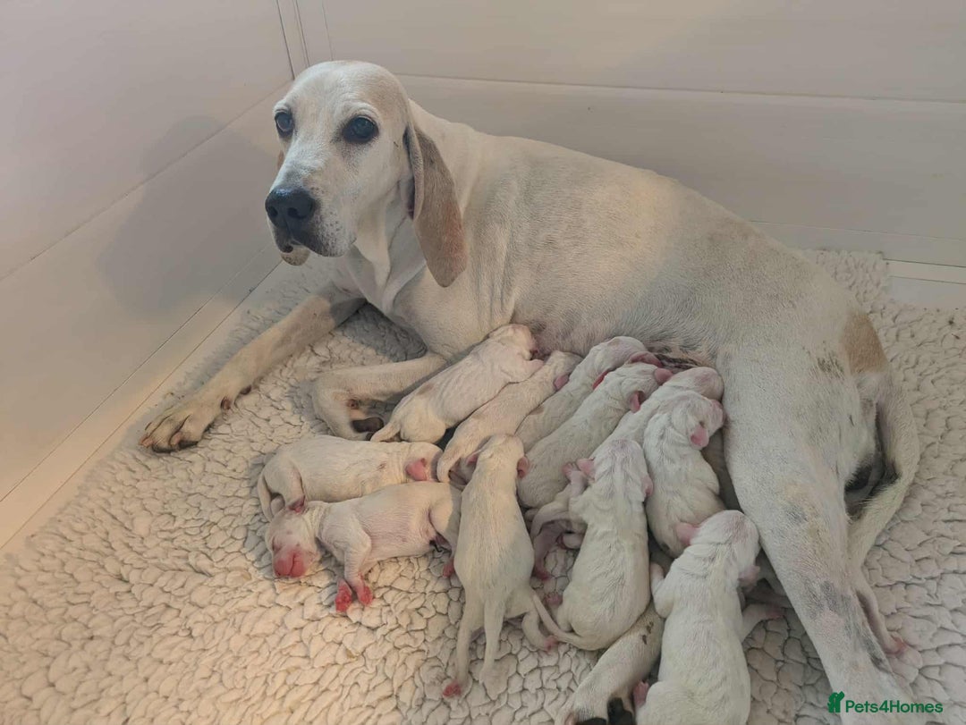 Mixed Breed dogs for sale: Rare Porcelaine Hound Puppies - Image 8