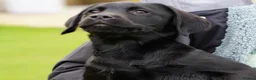 Labrador Retriever dogs for sale: Extensively Health Tested Labrador Puppies - Advert 6