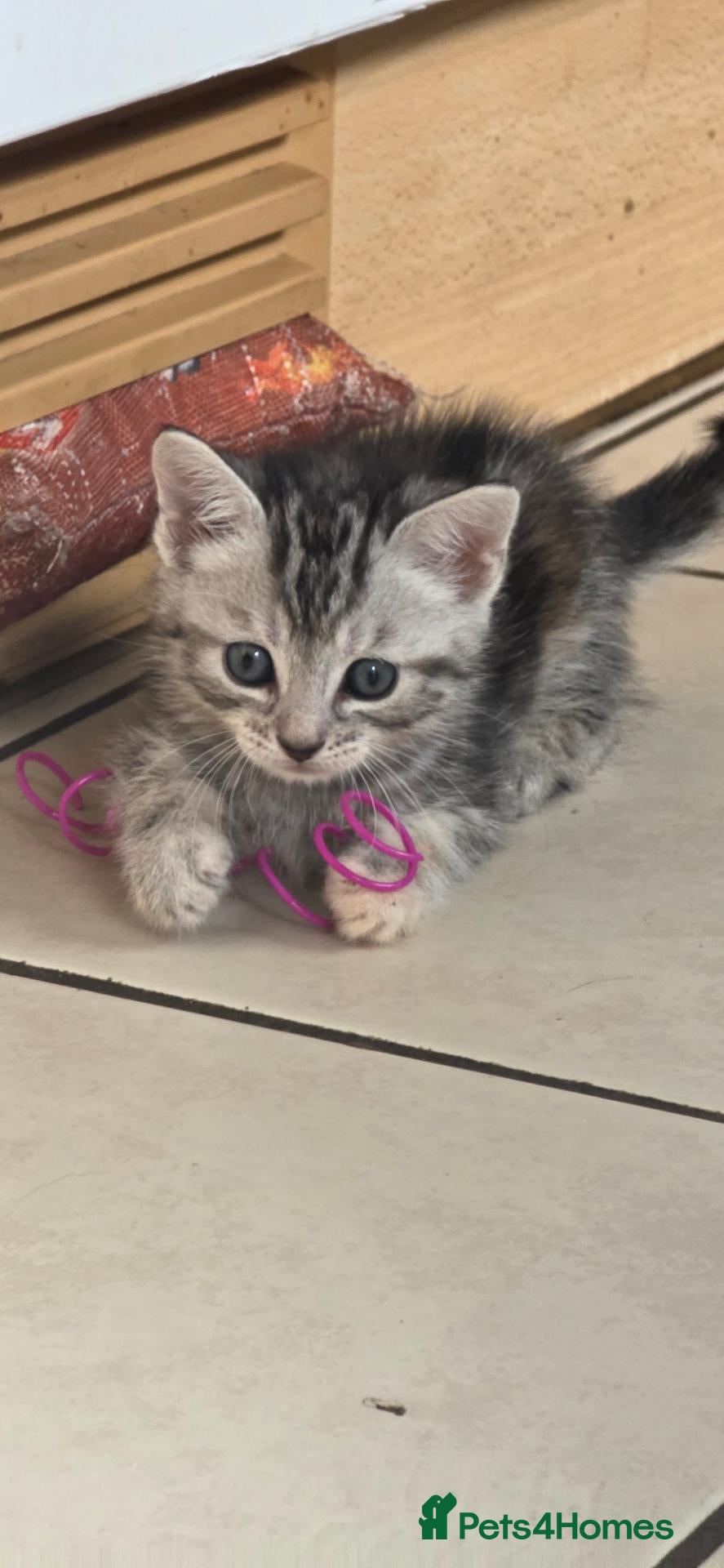 Mixed Breed cats Maincoon x British short hair  - Advert 3