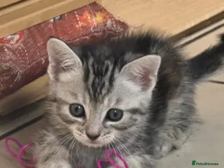Mixed Breed cats Maincoon x British short hair - Advert 3