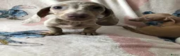 Miniature Dachshund dogs for sale: Miniature dachshund puppies in Bromley - Advert 3
