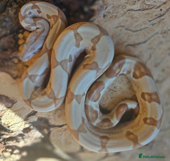 Boa Snake reptiles CB 2025 Anery 100% het Sharp & 2024 BWC Sunglow - Advert 4