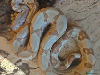 Boa Snake reptiles CB 2025 Anery 100% het Sharp & 2024 BWC Sunglow - Advert 1