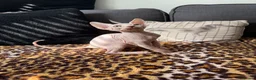 Sphynx cats for sale: TICA Sphynx kittens 1 Boy & 1 Girl  - Ready Now - Advert 7