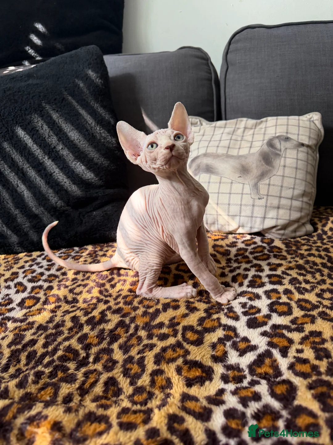 Sphynx cats for sale: GORGEOUS CREAM SPHYNX BOY - TICA - Advert 19