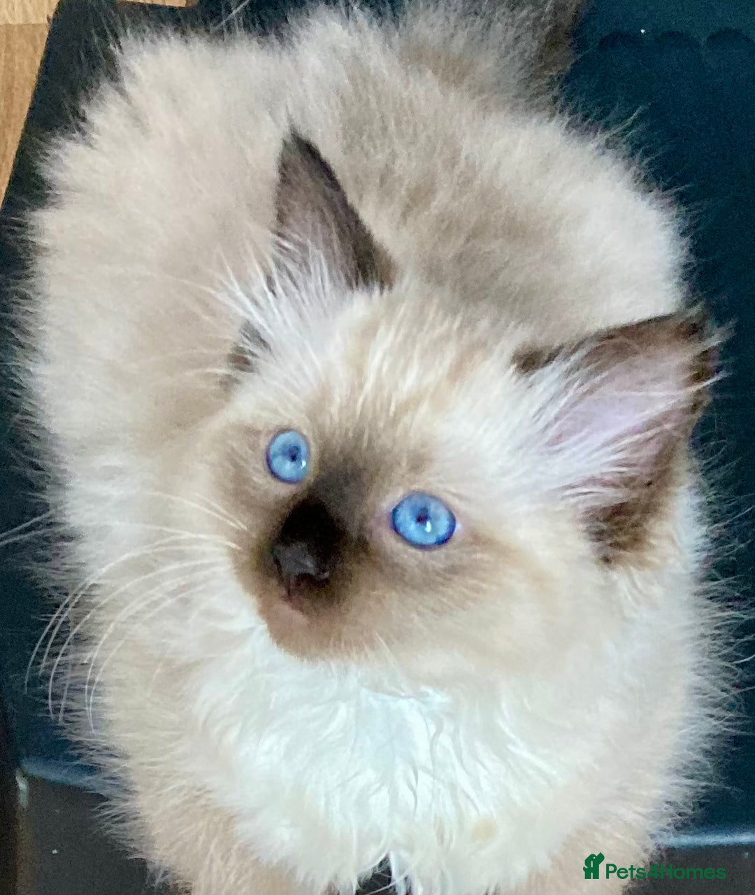 Ragdoll cats for sale: Beautiful Fluffy Ragdoll Kittens Female - Image 1