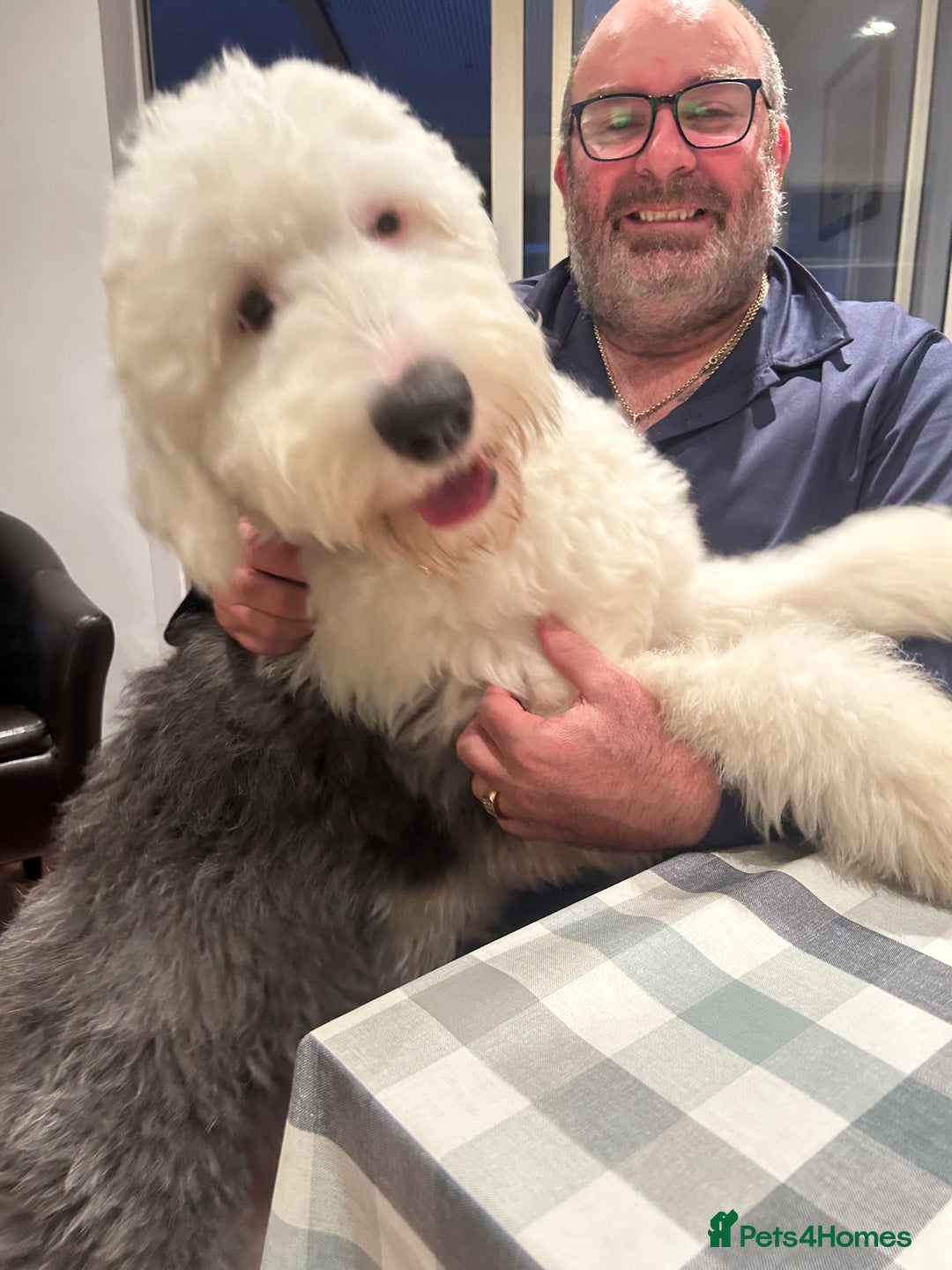 Old English Sheepdog dogs for sale: Old English puppies - Image 28