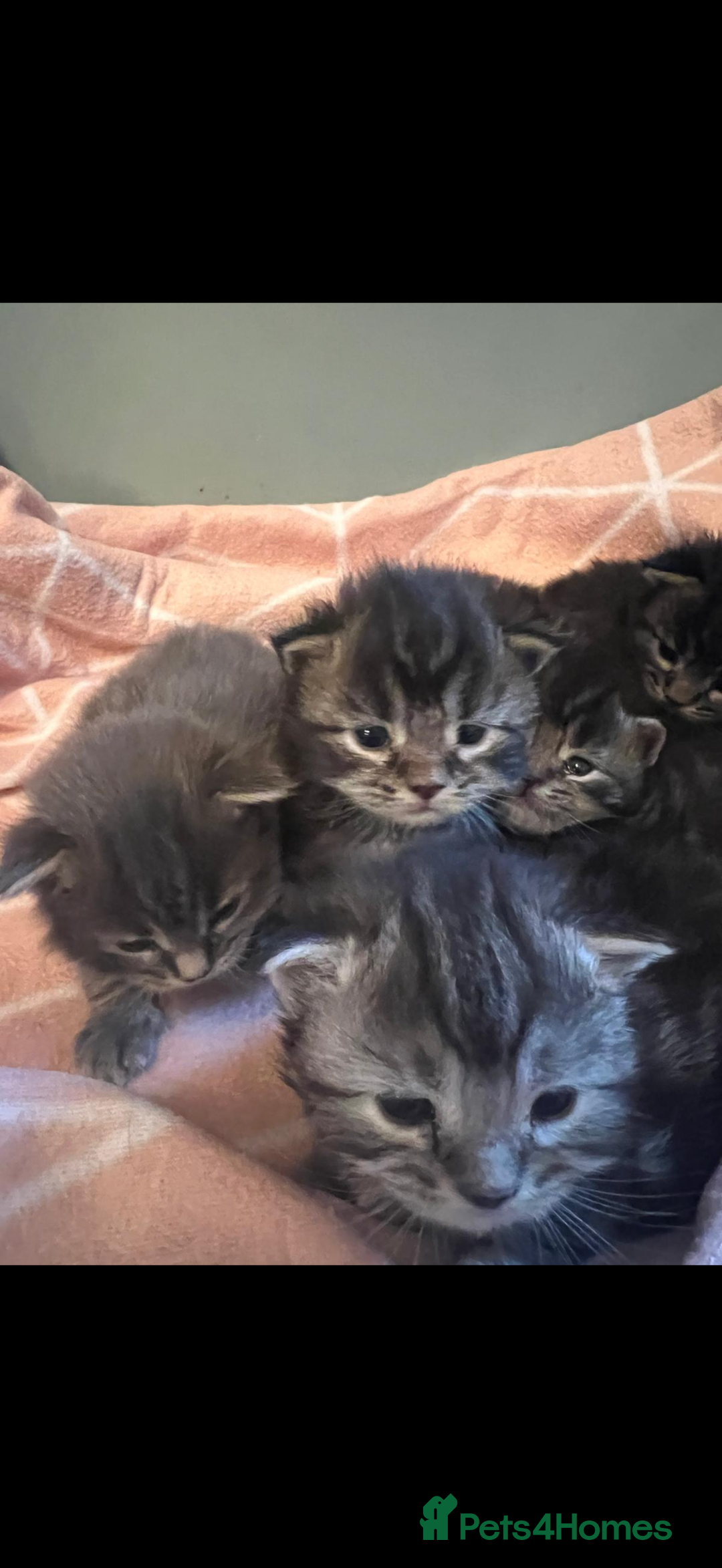 Maine Coon cats for sale: Full breed gorgeous Mainecoon kittens ready Jan 31 - Advert 3