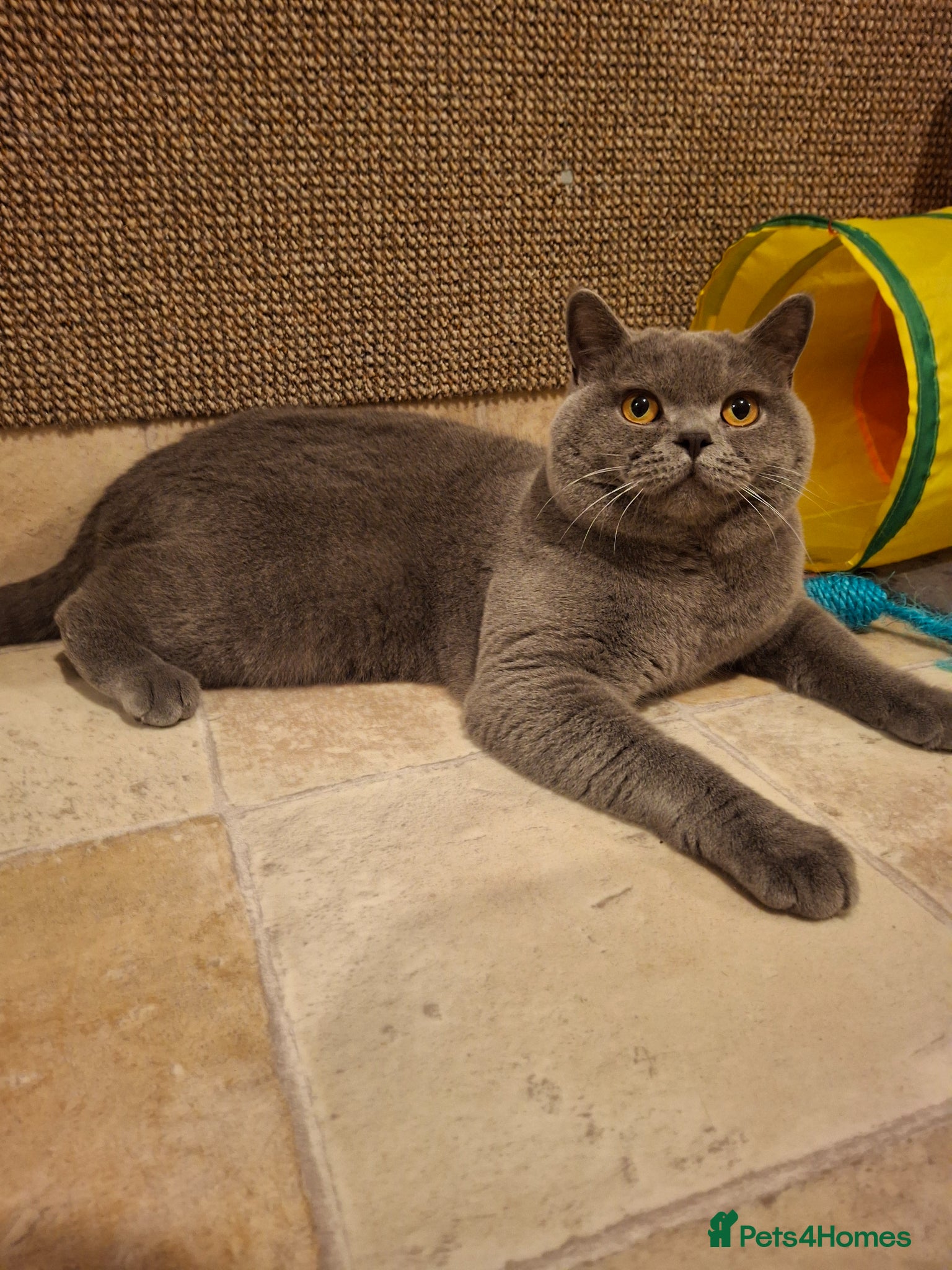 British Longhair cats GORGEOUS BSH BLUE FOR STUD - Advert 2