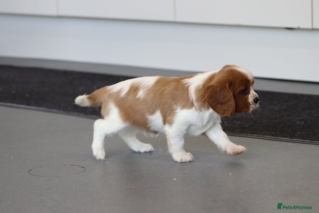 Cavalier King Charles Spaniel dogs for sale: Cavalier King Charles Puppies for sale - Advert 6