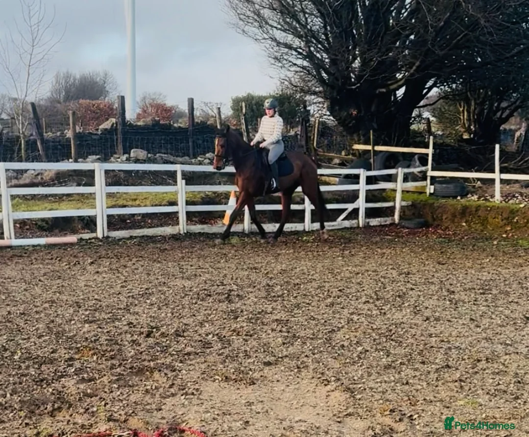 Irish Sports horses for sale: Super 15.3 8 yr old sports horse allroudner  - Advert 20