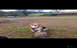 Beagle dogs for sale: Searching home for Tarah ! - Image 1