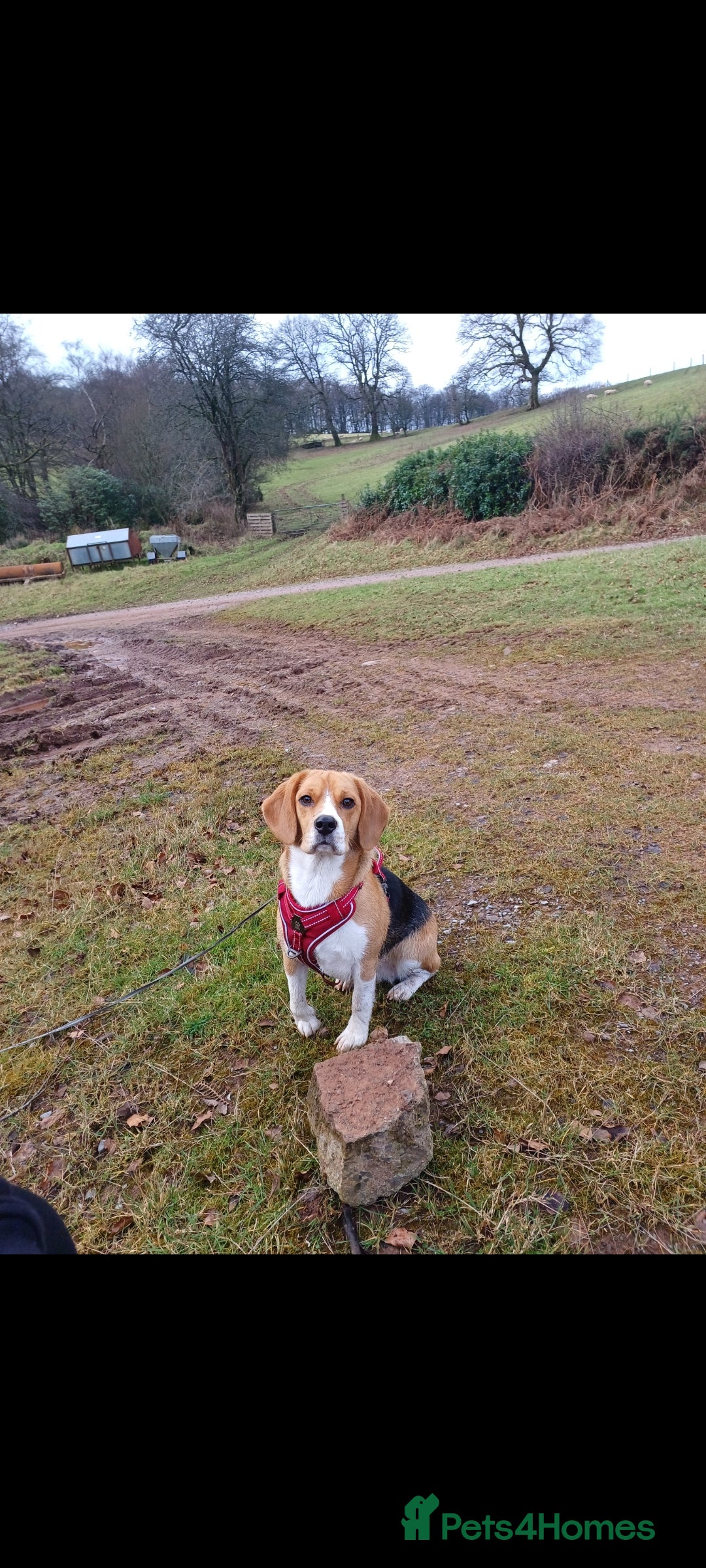 Beagle dogs for sale: Searching home for Tarah ! - Image 1
