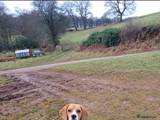 Beagle dogs - Advert 36