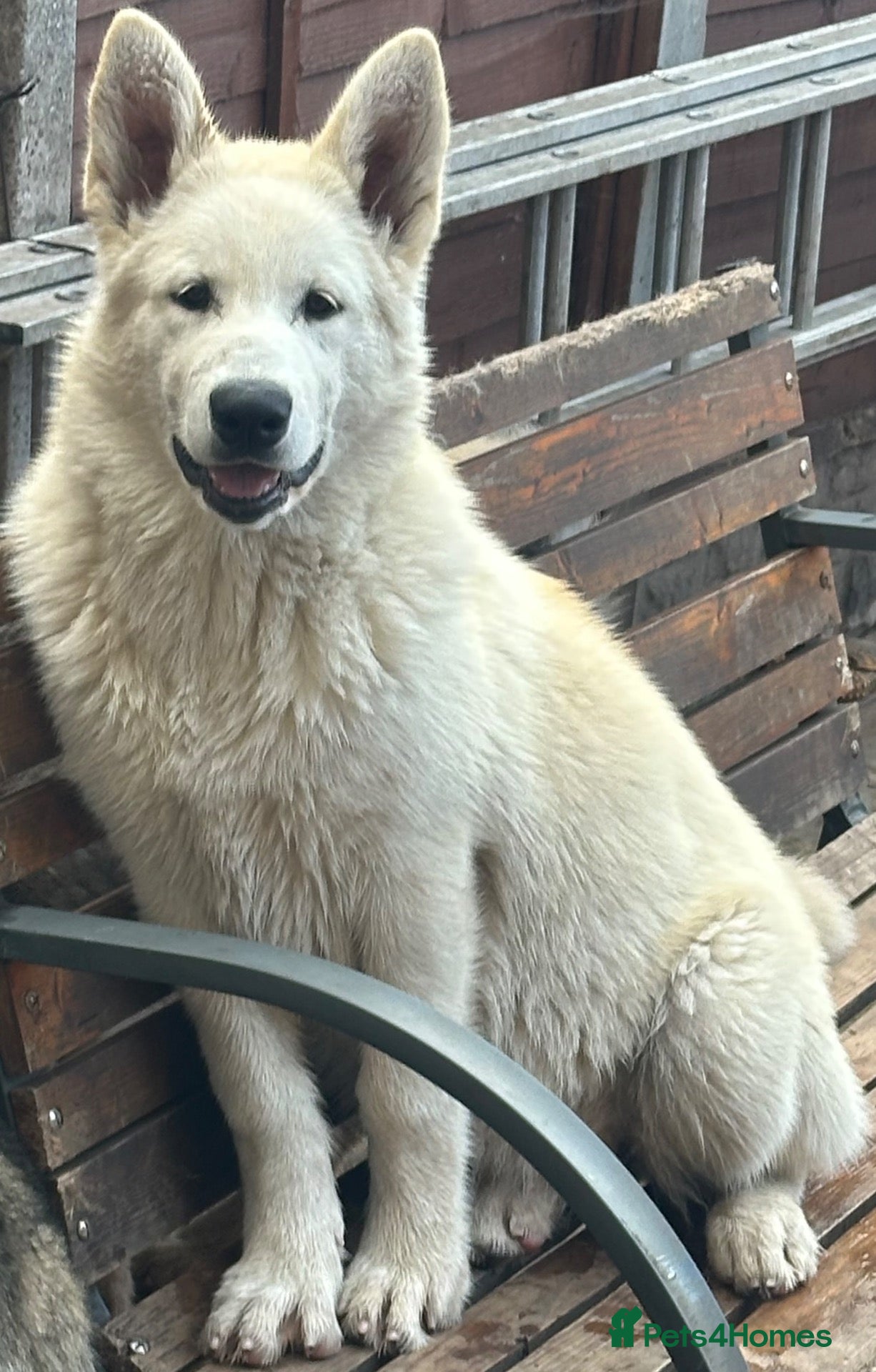 Alaskan Malamute dogs Last 2 females available  - Advert 1