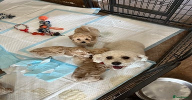 Poochon dogs - Advert 10