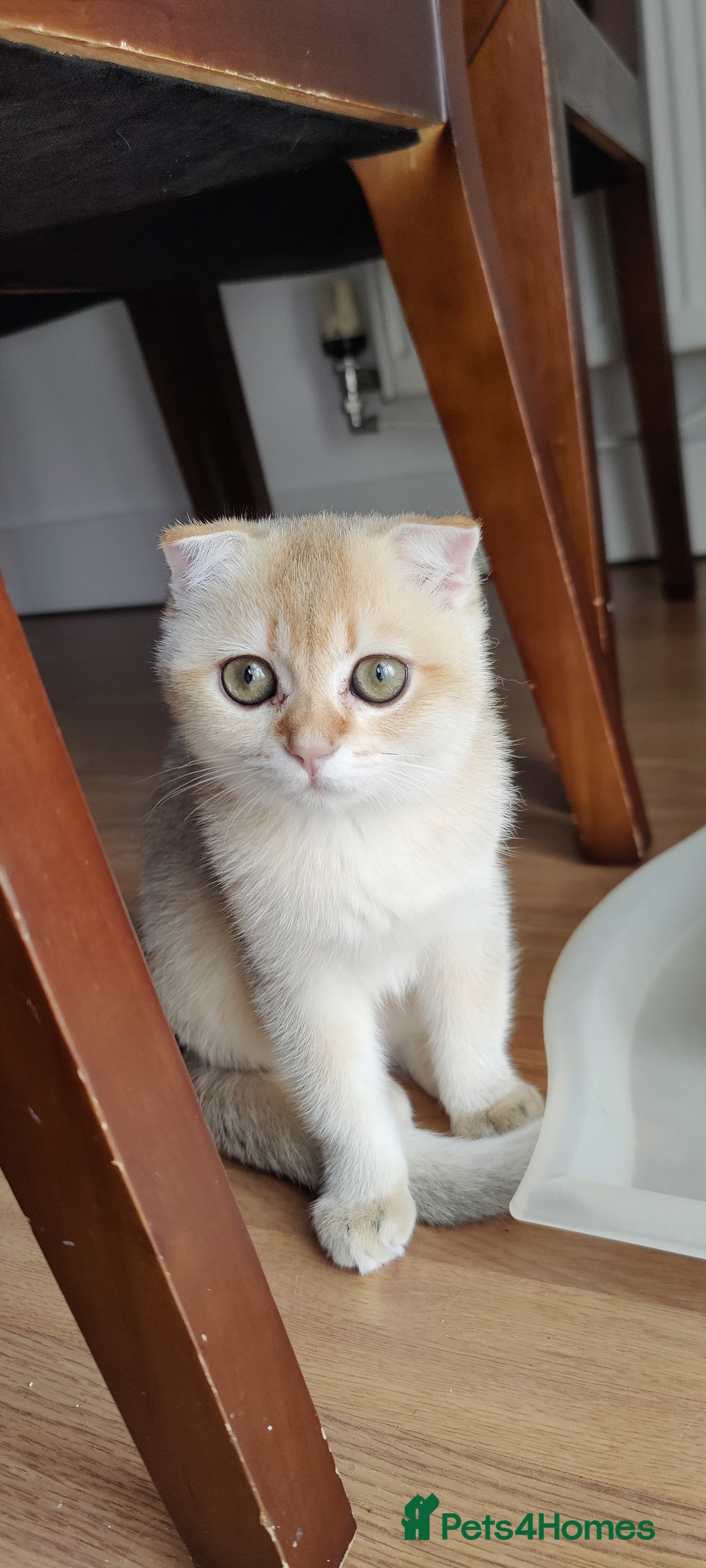 Scottish Fold cats for sale: Scottish Fold girl & Straight boy, 1 yr siblings - Image 2
