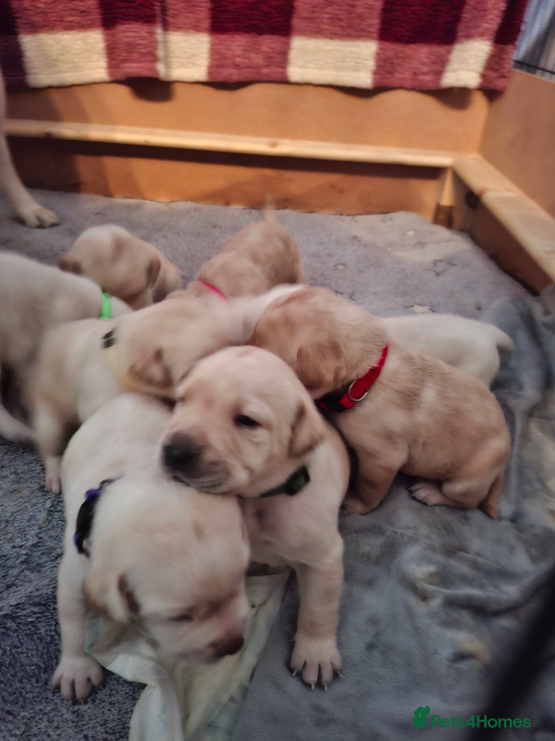 Labrador Retriever dogs for sale: Labrador puppies - Image 14
