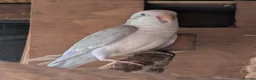 Parakeets birds for sale: Pair of blue quaker parrots  in Barnsley - Advert 2