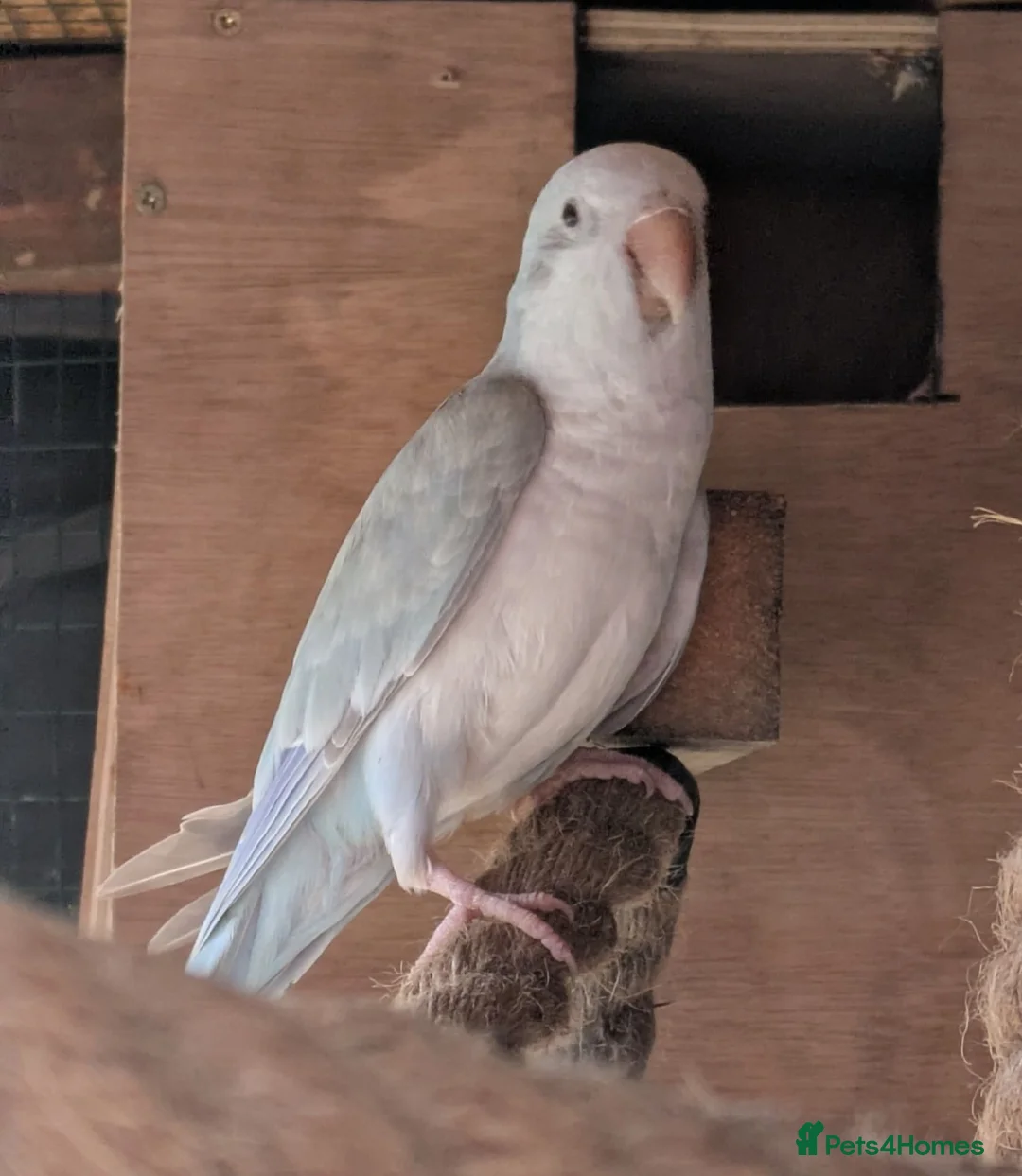 Parakeets birds for sale: Pair of blue quaker parrots  in Barnsley - Advert 2