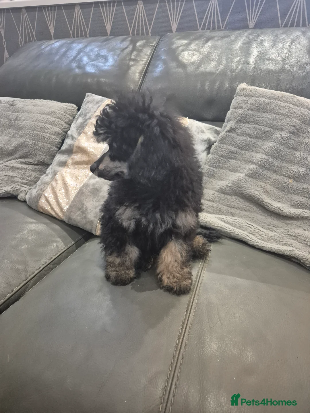 Toy Poodle dogs for sale: Poodle boys (toy x aisan) - Advert 4