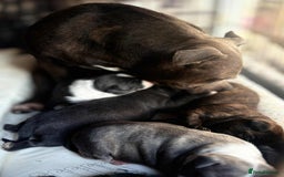 Staffordshire Bull Terrier dogs for sale: Adorable Staffordshire Bull Terrier Puppies  - Image 6