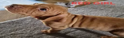 Hungarian Vizsla dogs for sale: Stunning Hungarian Vizsla Puppies - 4 Girls. - Advert 7