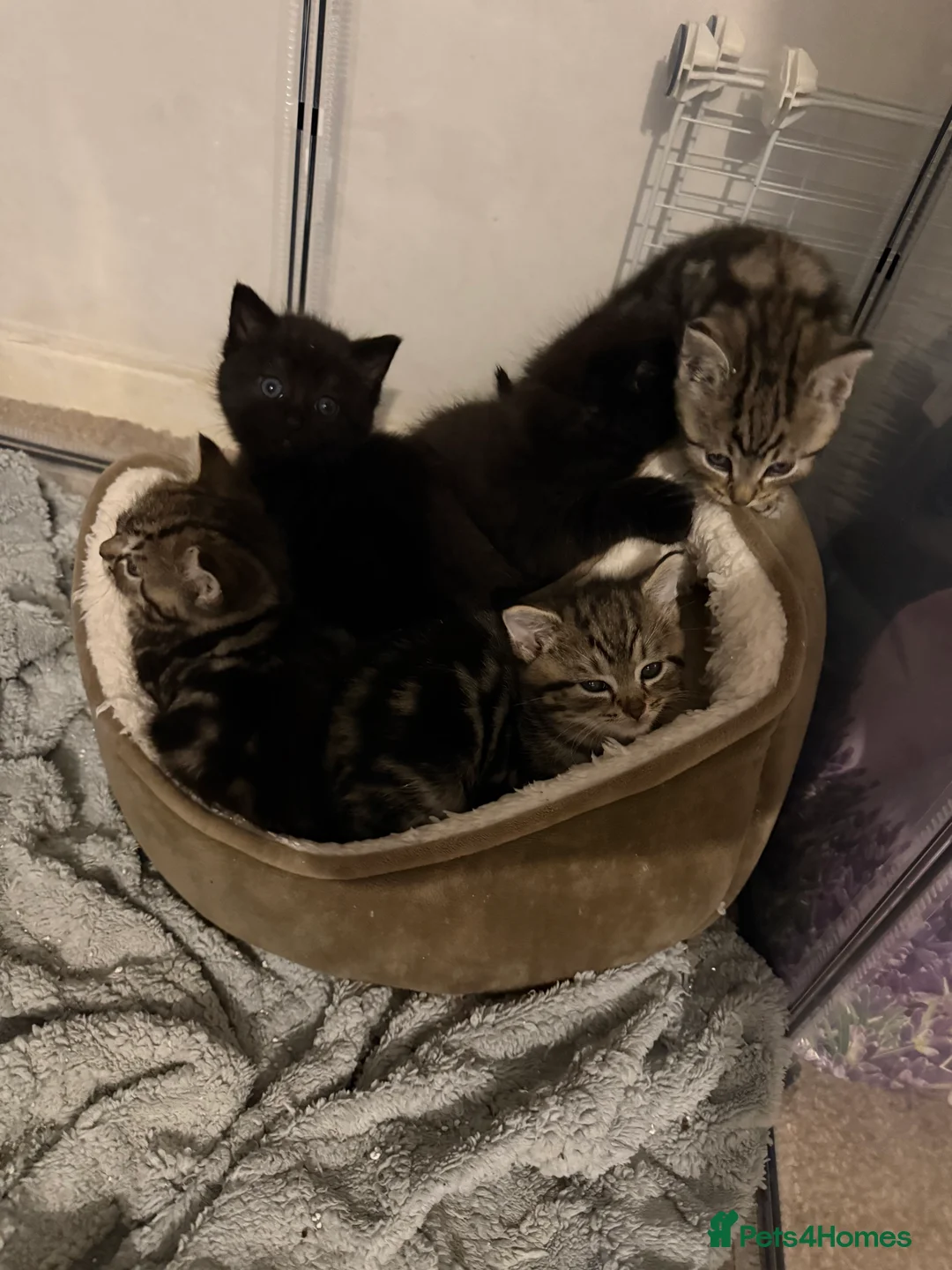 Domestic Shorthair cats for sale: Gorgeous Kittens 4 girls 1 boy - Advert 11
