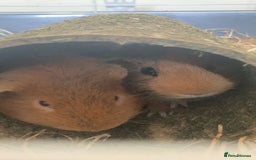 Guinea Pig rodents for sale: Two Guinea pigs - Image 8