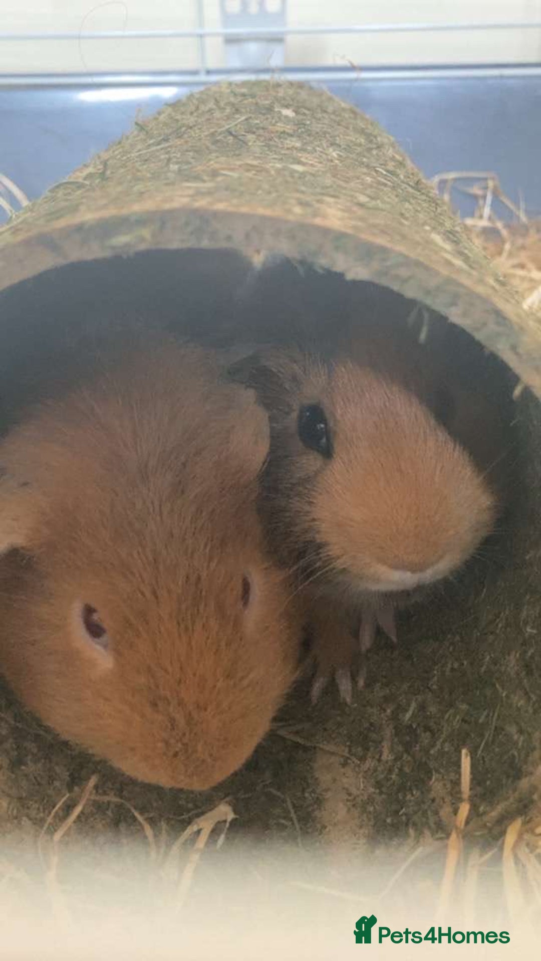 Guinea Pig rodents for sale: Two Guinea pigs - Image 8