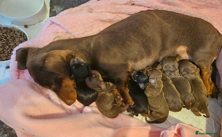 Miniature Dachshund dogs - Advert 3