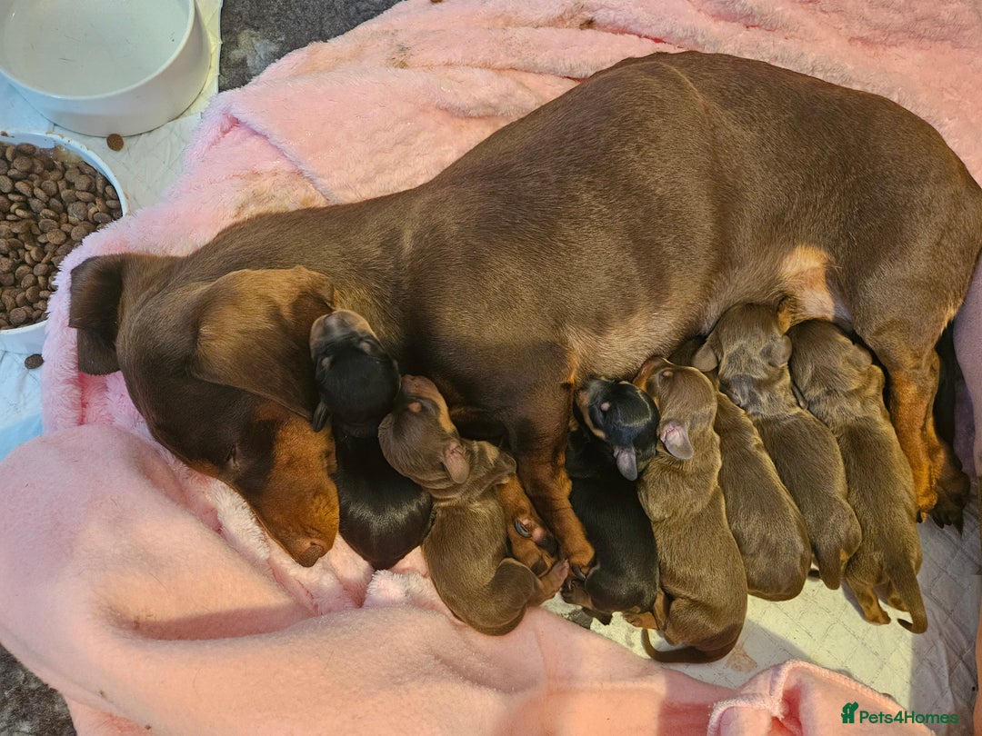 Miniature Dachshund dogs for sale: Miniature Dachshunds - Image 1