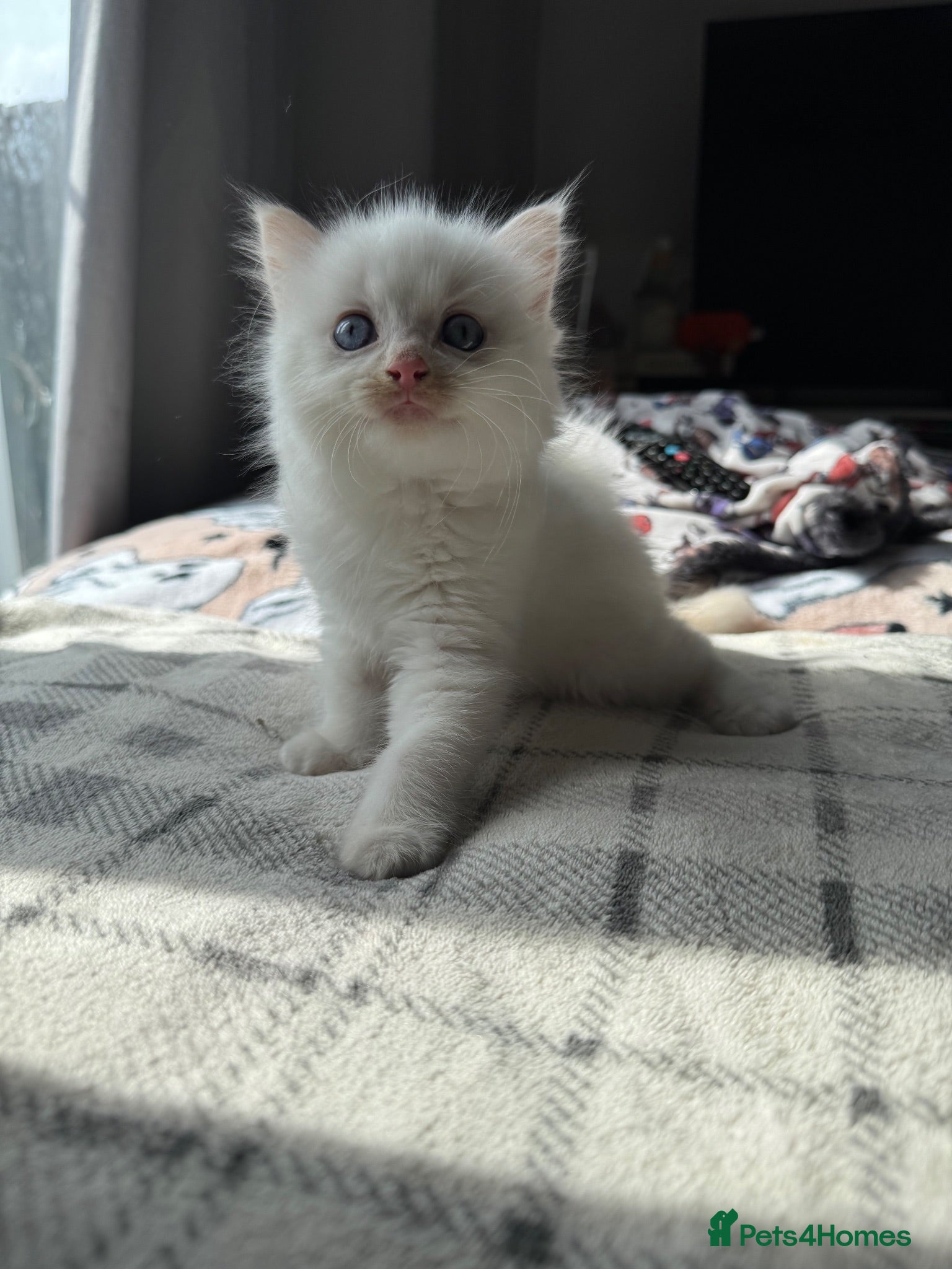 Ragdoll cats for sale: Purebred Ragdoll Kitten - Advert 1
