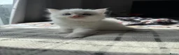 Ragdoll cats for sale: Purebred Ragdoll Kitten - Advert 6