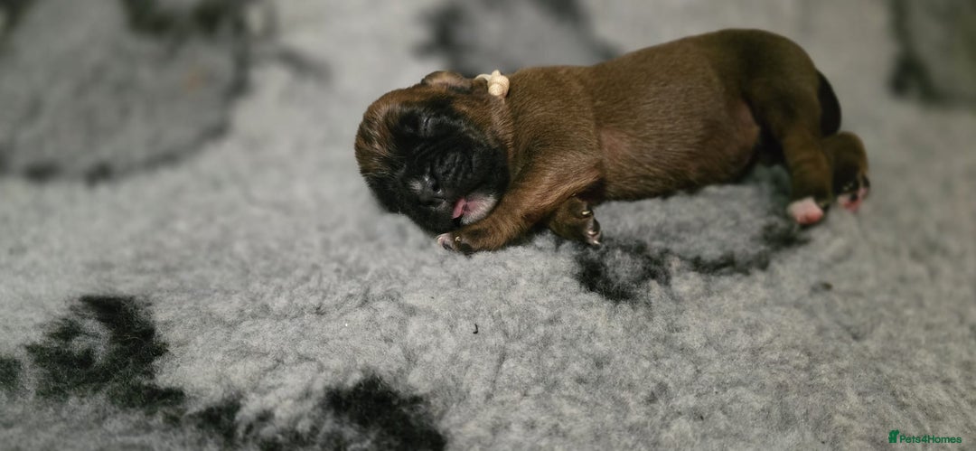 Boxer dogs for sale: Boxer puppies - Image 14