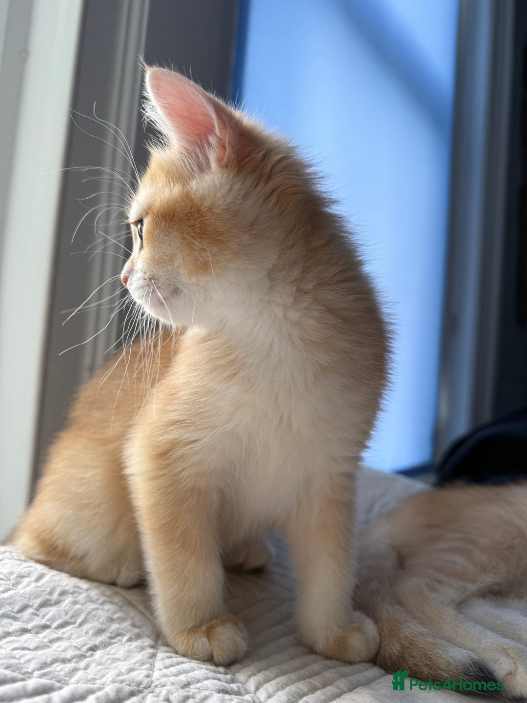 British Shorthair cats for sale: Ready pure AY12, NY12 Corin BSH  - Image 31