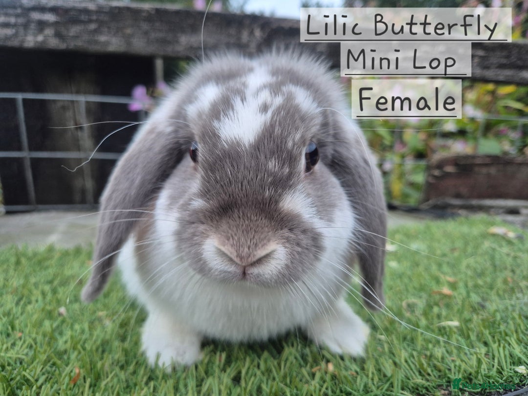 Mini Lop rabbits for sale: Various Adult  Mini Lop Female  - Image 9