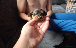 Mixed Breed dogs for sale: Two healthy Dorkies  - Image 7