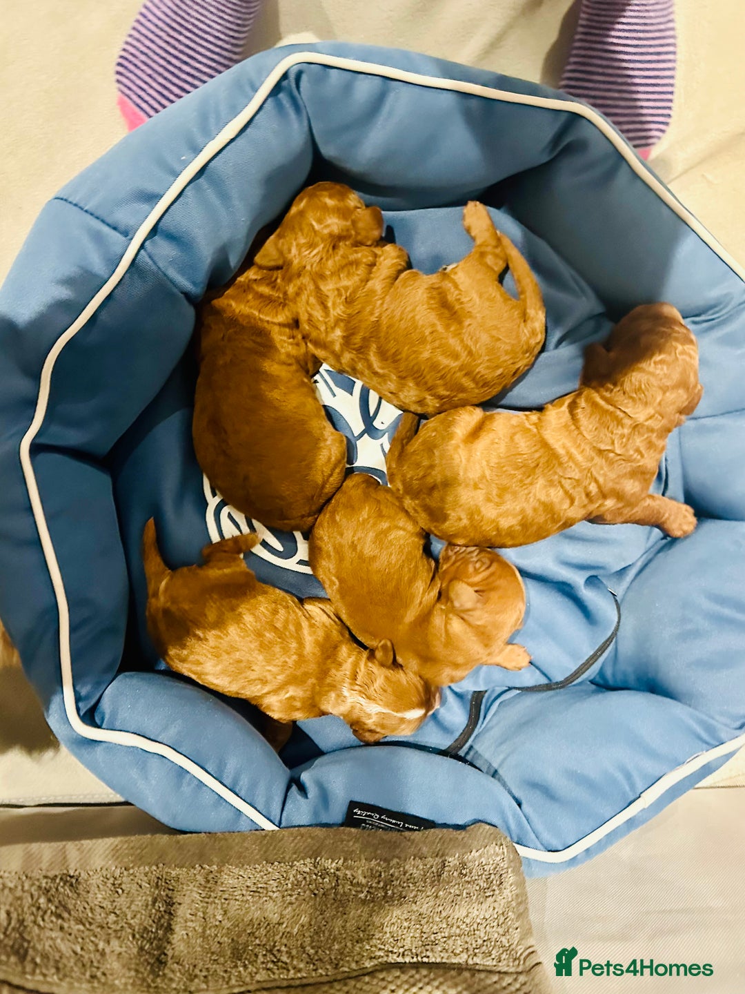 Cavapoo dogs for sale: Toy Cavapoo Puppies  - Advert 22