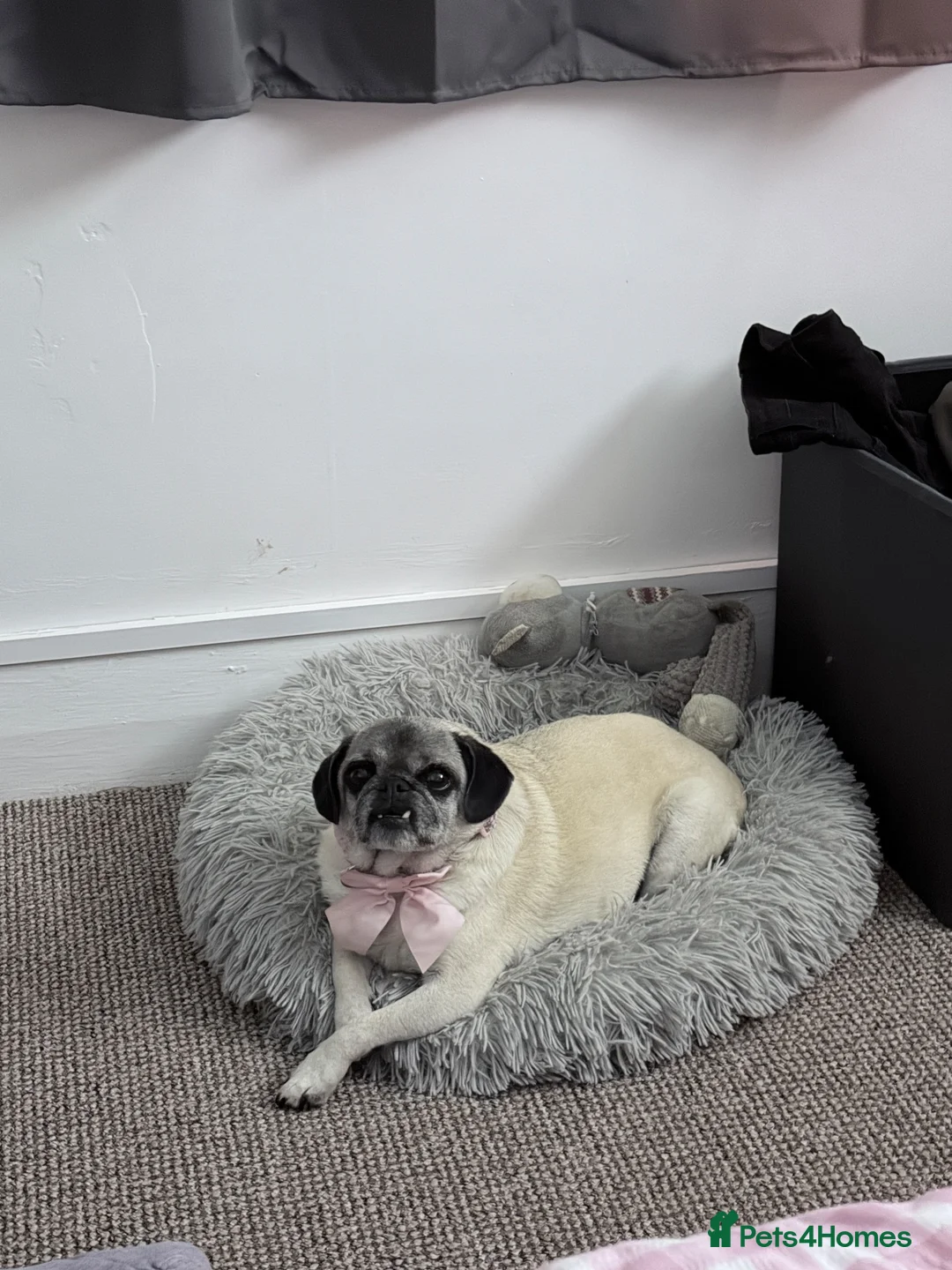 Pug dogs for sale: FREE TO GOOD HOME in Swaffham - Advert 4