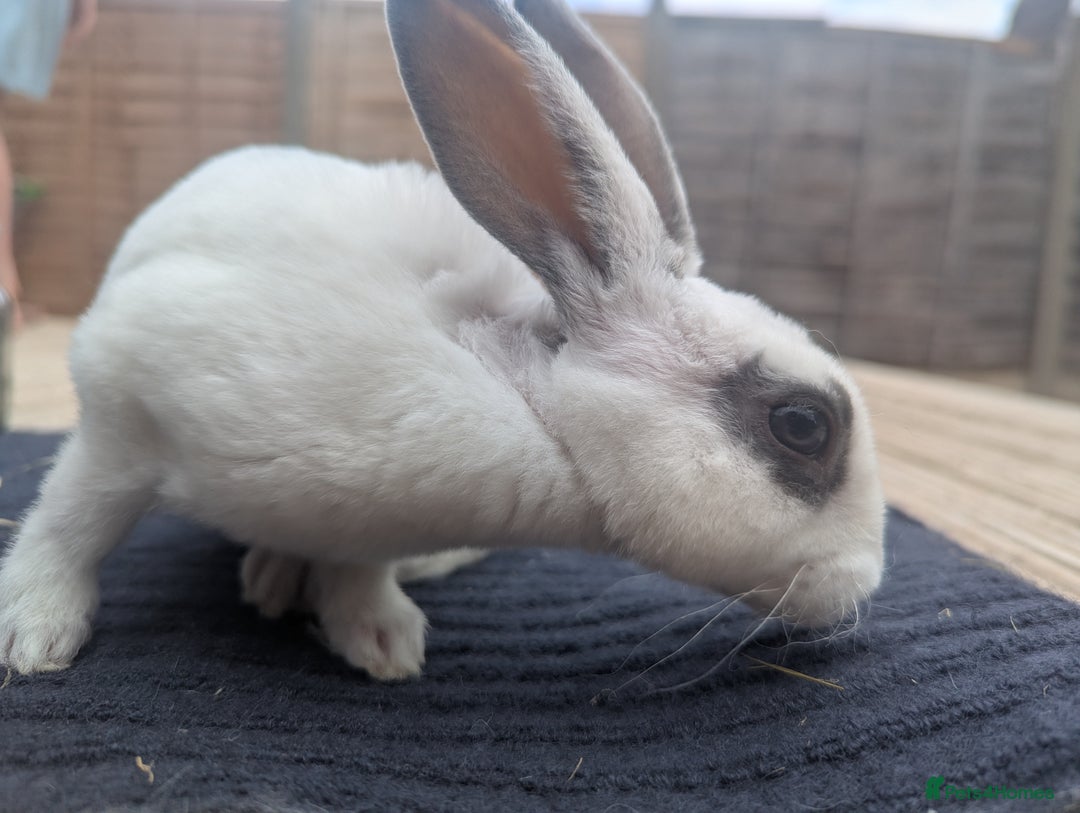 Rex rabbits for sale: Mini rex rabbit for sale - Image 7
