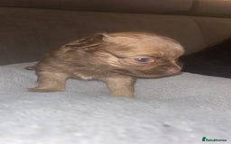 Mixed Breed dogs for sale: Chihuahua x pups  - Image 6