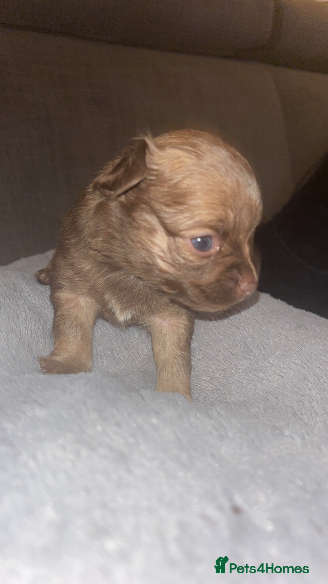 Mixed Breed dogs for sale: Chihuahua x pups  - Image 6