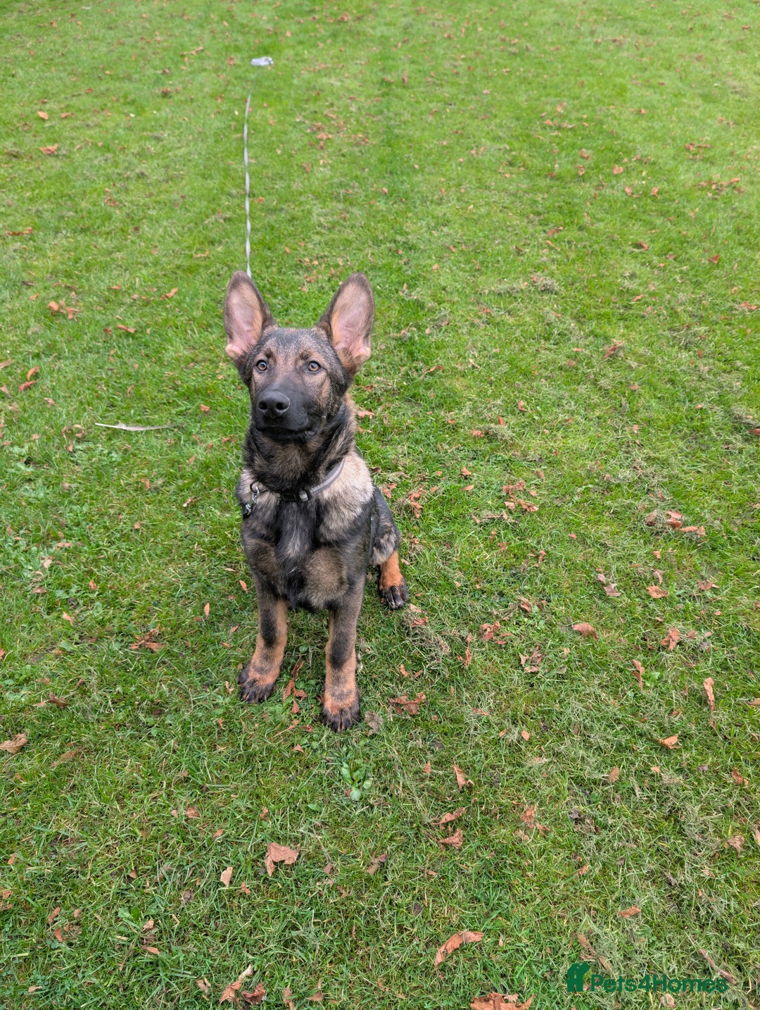 German Shepherd dogs for sale: German Shepherd puppies  - Image 11