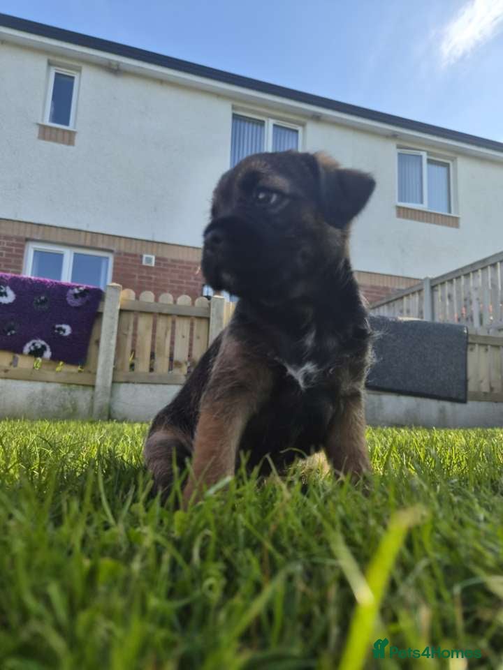 Border Terrier dogs Slem clear KC registered border terrier puppies - Advert 2