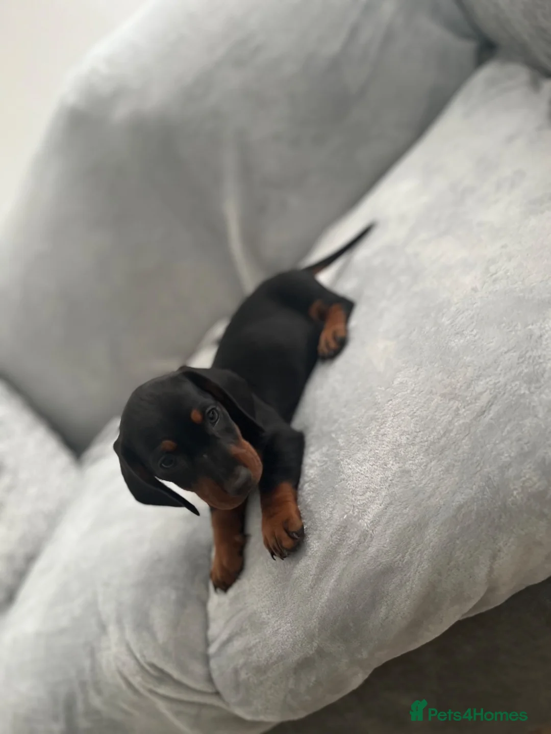 Miniature Dachshund dogs for sale: Dachshund boys in Coventry - Advert 2