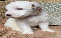 Double Doodle dogs for sale: Gorgeous Australian Double Doodle Pups - Image 10