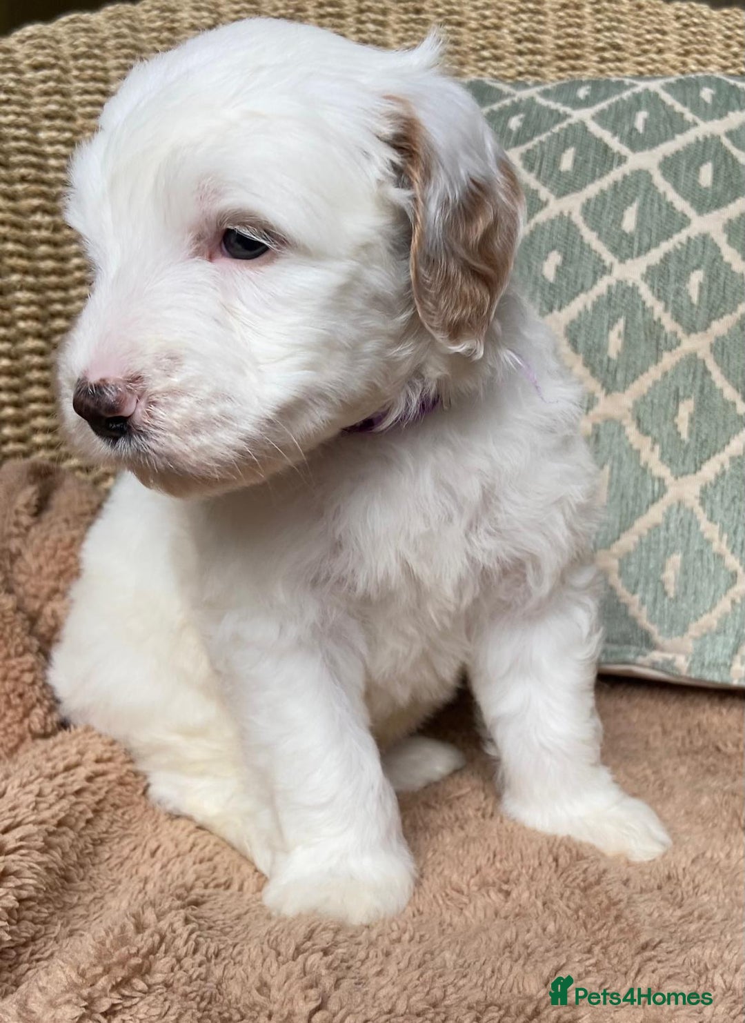 Double Doodle dogs for sale: Gorgeous Australian Double Doodle Pups - Image 10