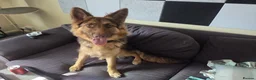German Shepherd dogs for sale: KC registered Liver and Tan Girl - Advert 3